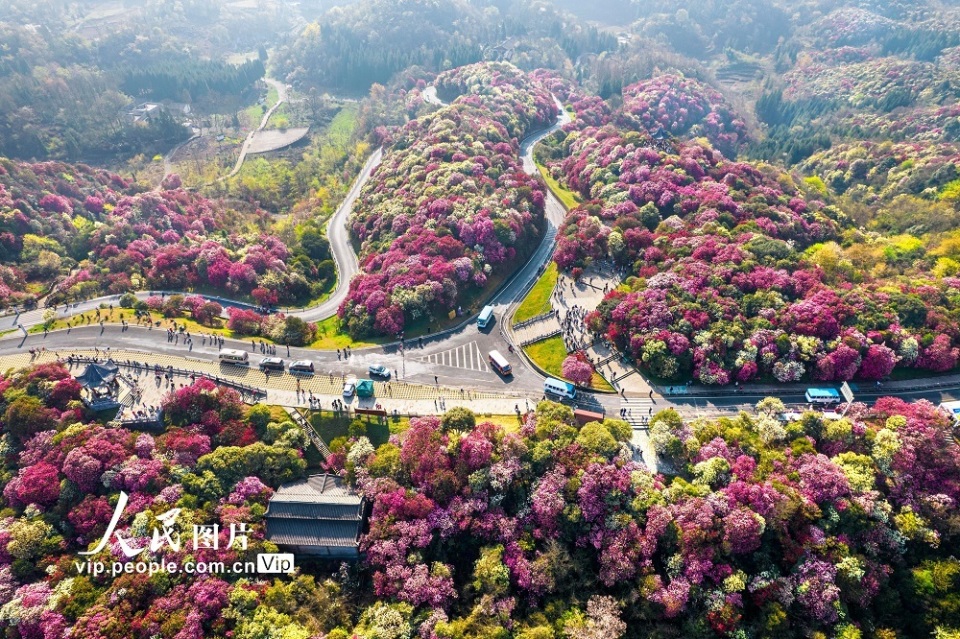 贵州毕节百里杜鹃次第开繁花似锦引客来