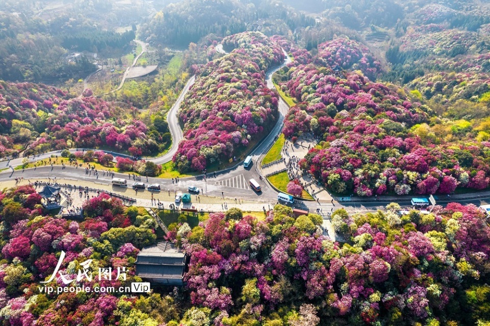 贵州毕节:百里杜鹃次第开 繁花似锦引客来