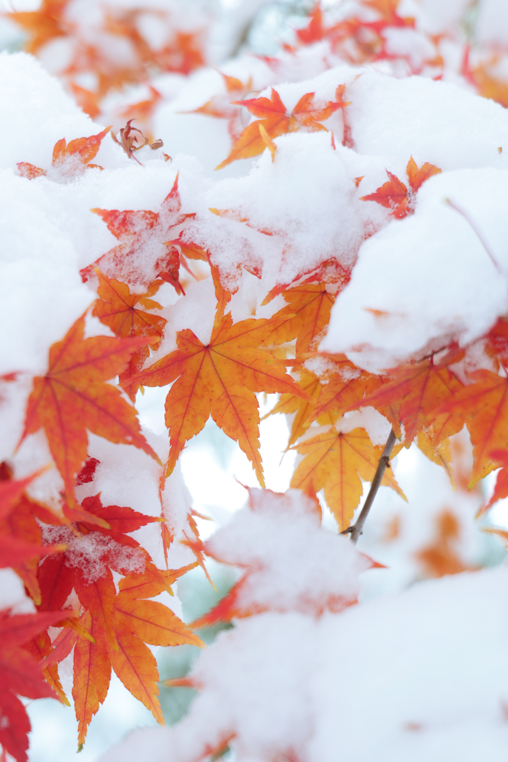 雪后的绿博园红装素裹 分外妖娆