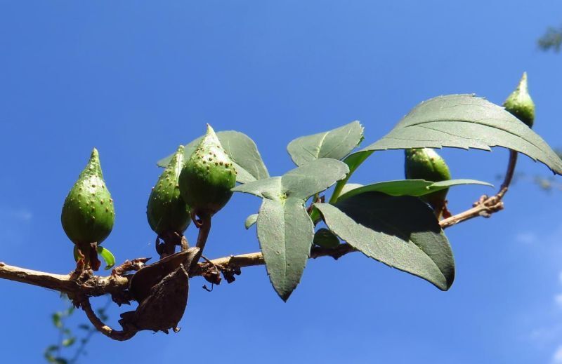 为健康护航的早春使者连翘