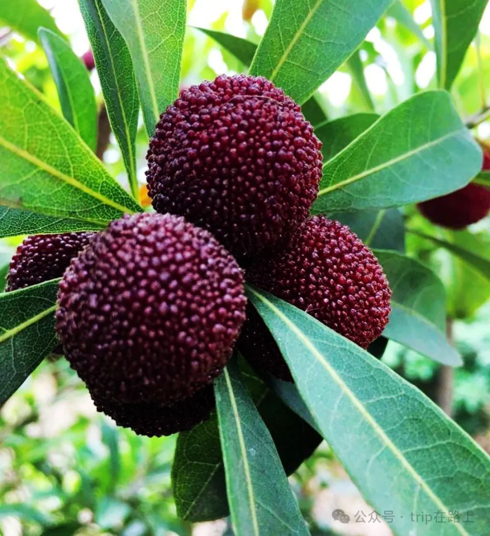 杨梅熟了,不如去趟余姚,一日游景点,不要门票,闲适安静有文化