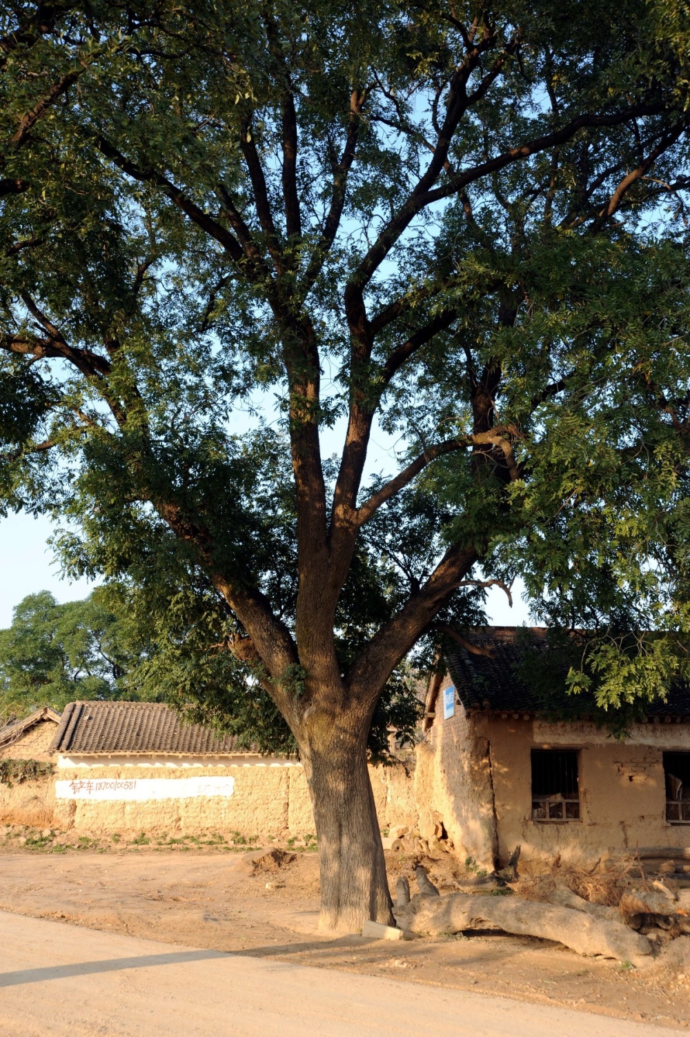 【陕西古树】延长县雷赤镇县西村国槐