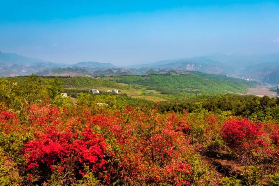 【镜头里的钟山】映山红之美:花海与林海的奇妙交融