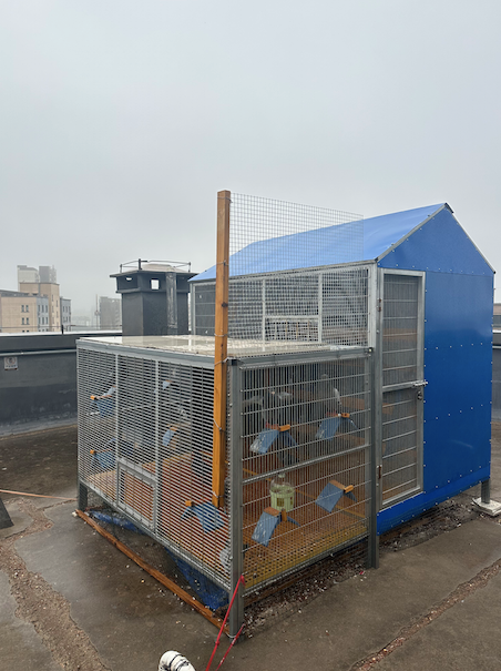 这处扰民鸽舍,上午终于拆掉了!