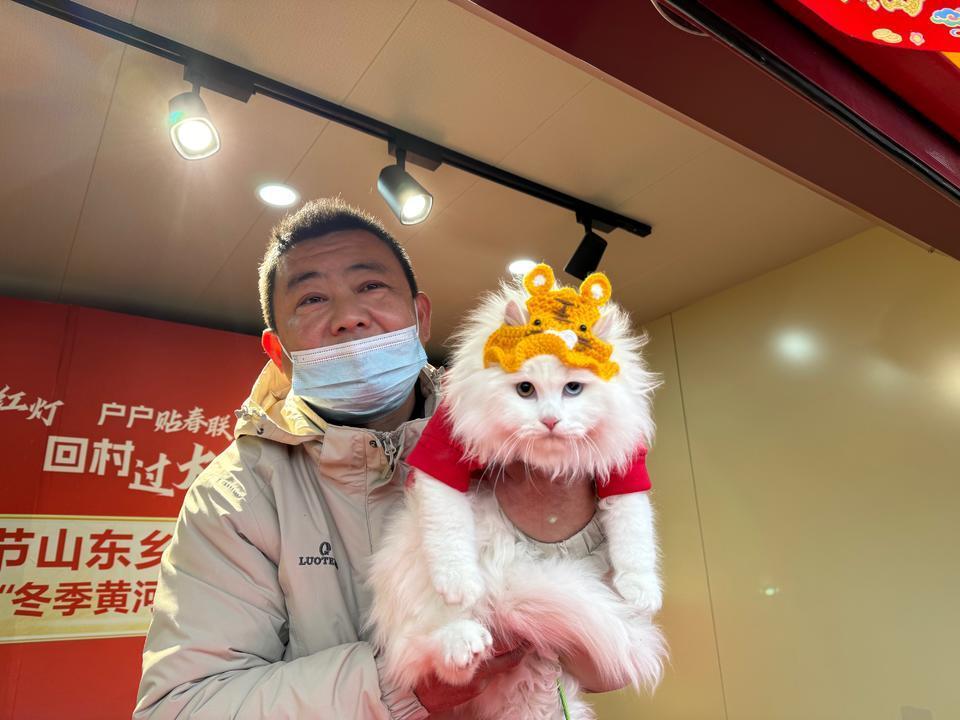 颜值高、性格温顺，狮猫成临清最萌的名片_腾讯新闻