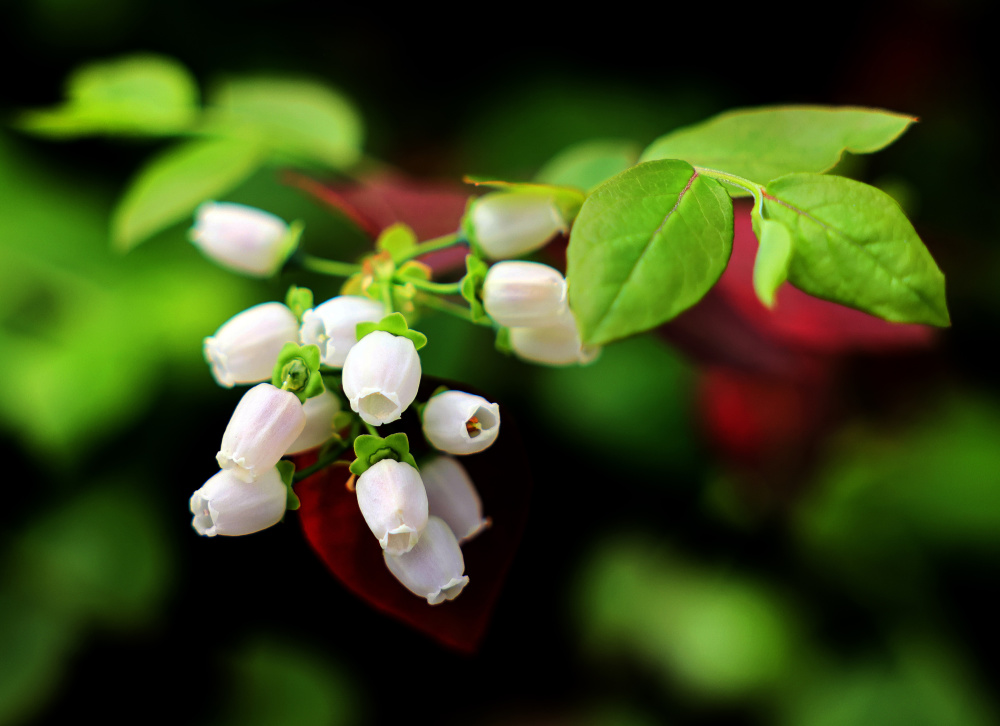 山东日照:小蓝莓成乡村振兴"致富果"_腾讯新闻