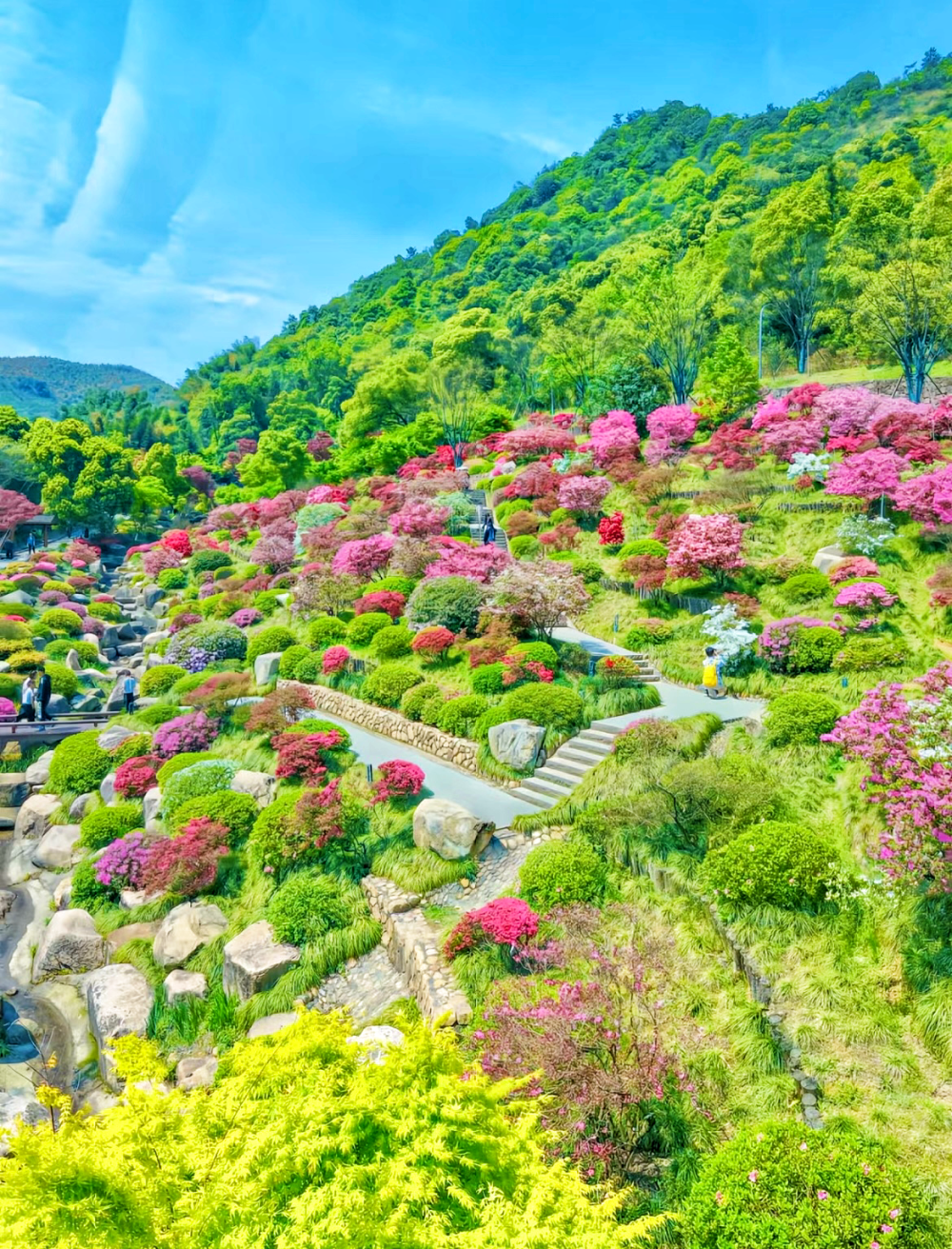 流量给到杜鹃!壮观花海惊艳上线,如火焰般热烈,艳得不像话!