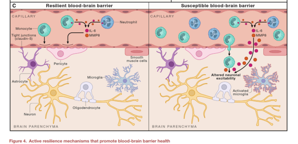 neuron新综述:抗压的神经生物学基础