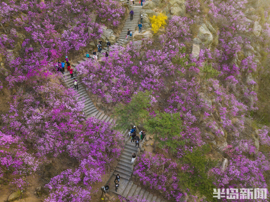 红动山川,美轮美奂……大珠山万亩杜鹃花绽放