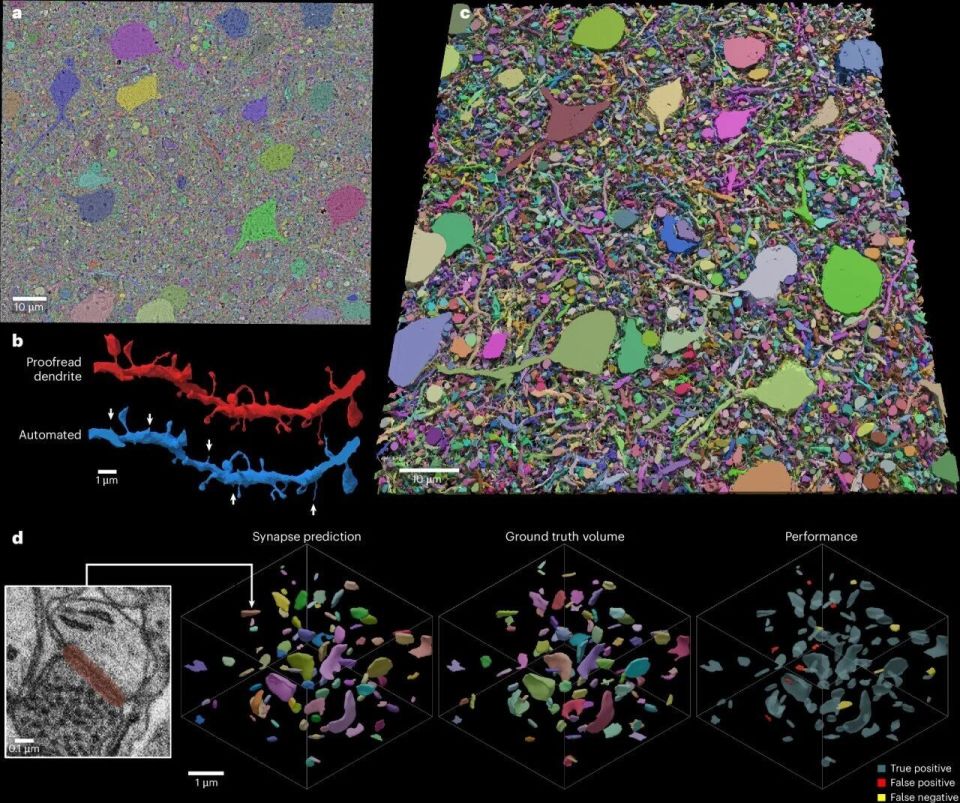 med复制粘贴怎么移动追问daily ｜ Nature：疼痛神经元是过敏反应的幕后推手；OpenAI打造健康助手_https://www.jmylbn.com_新闻资讯_第5张