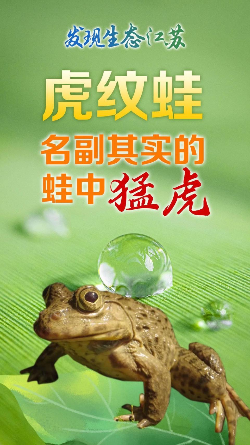 “神奇物种”在江苏｜虎纹蛙，名副其实的蛙中猛虎_腾讯新闻