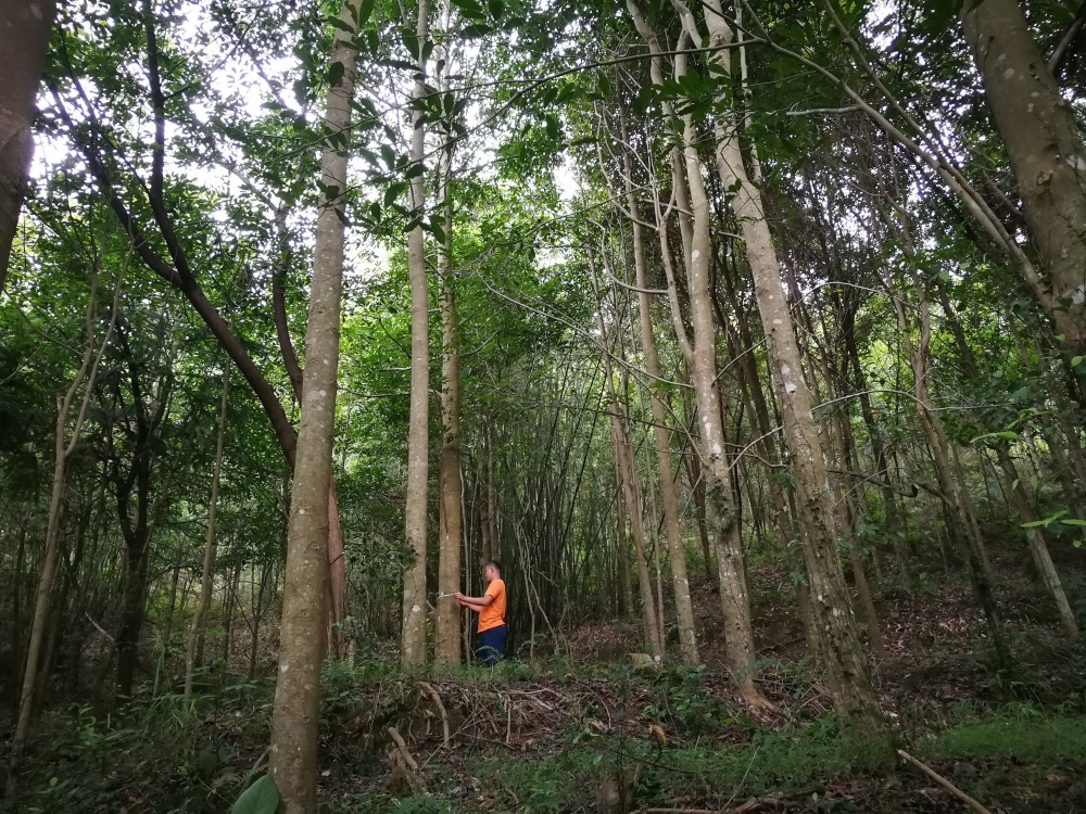 壁纸 树 1000_750