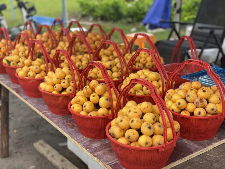 今天,随着塘栖枇杷节的开幕,不少市民游客前往塘栖采枇杷,买枇杷,吃