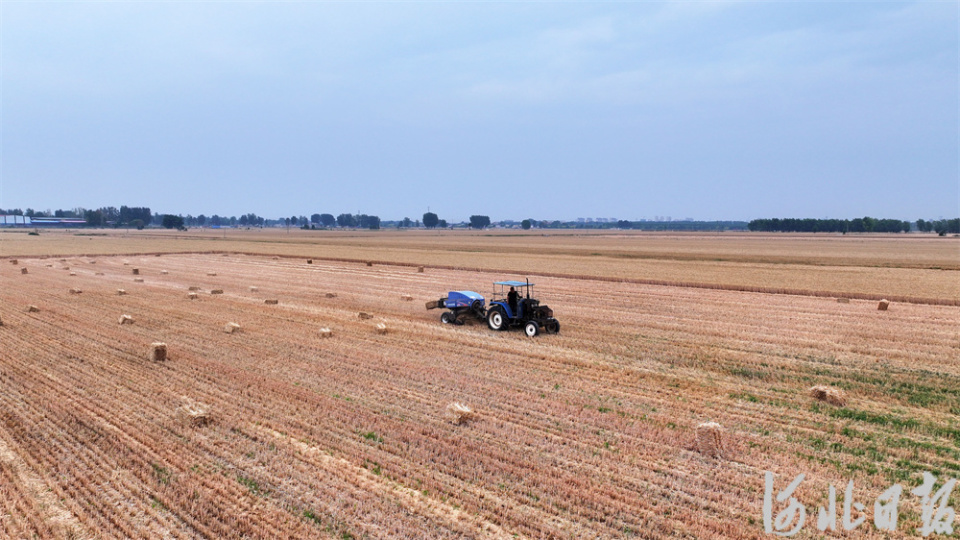 6月5日,农机手驾驶打捆机在沙河市赞善街道金丰牧业种植养殖家庭农场