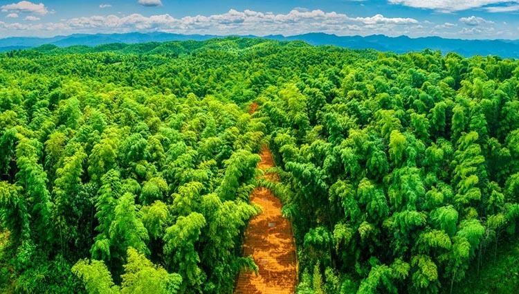 蜀南竹海第二十二届春笋节开幕_腾讯新闻