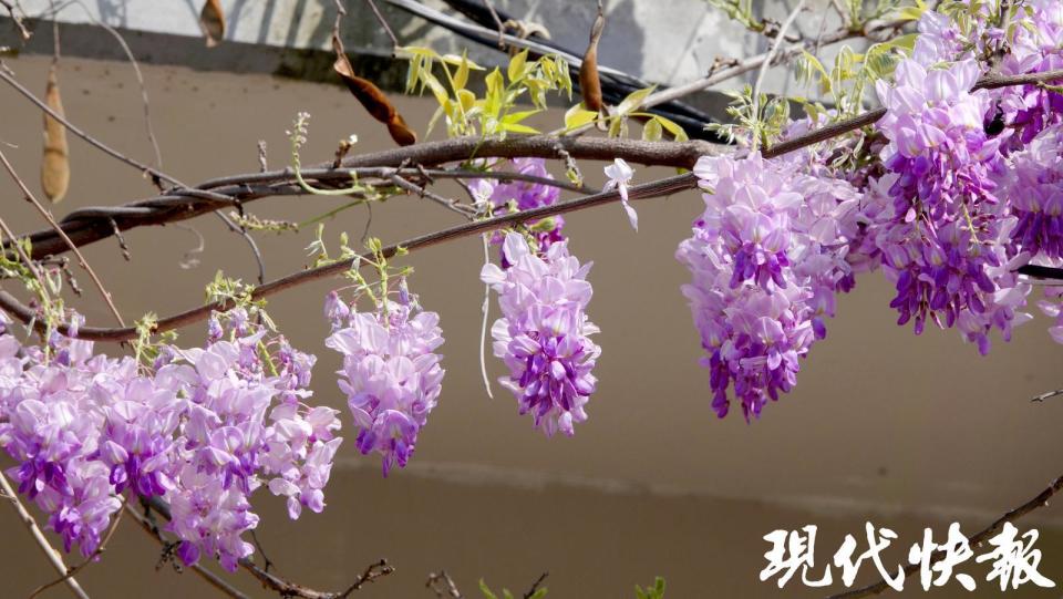 郑和公园600多岁老紫藤现代快报讯(记者 卢河燕/文 赵杰/摄)"紫藤挂云