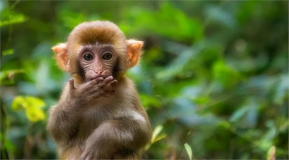 泰安市岱岳区太阳部落景区06/ 临沂·云蒙,龟蒙 /所有游客免景区门票