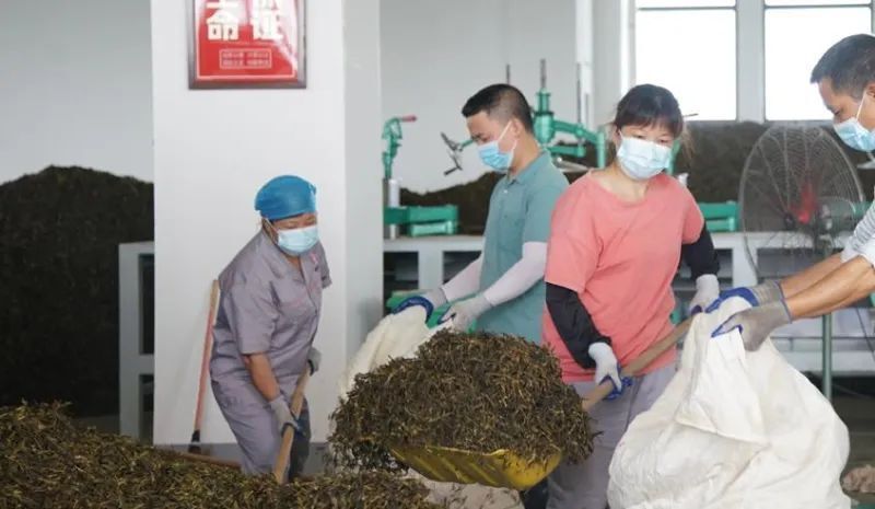 茶叶加工设备厂家_茶叶加工设备全套_茶叶加工设备