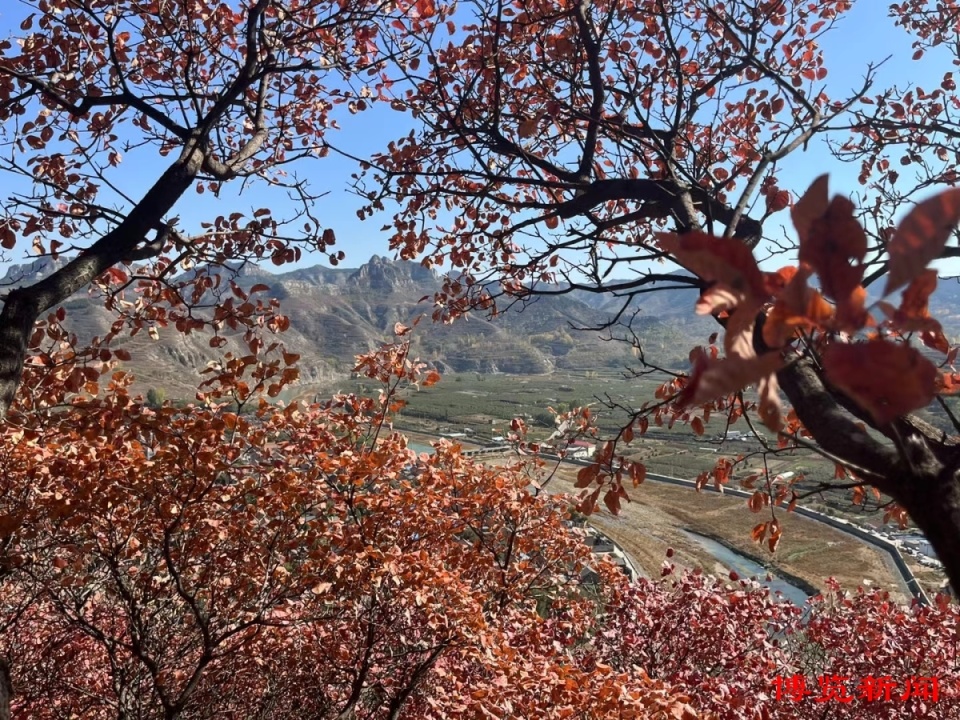 淄川区太河镇城子村:秋赏红叶正当时_腾讯新闻