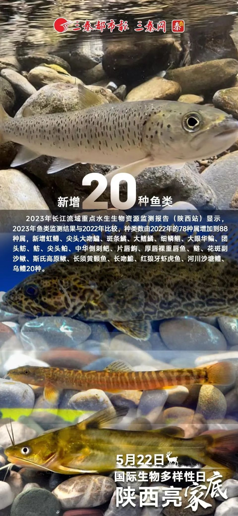 增加到88种属,新增虹鳟,尖头大吻鱥,斑条鱪,大鳍鱪,细鳞鲴,大眼华鳊