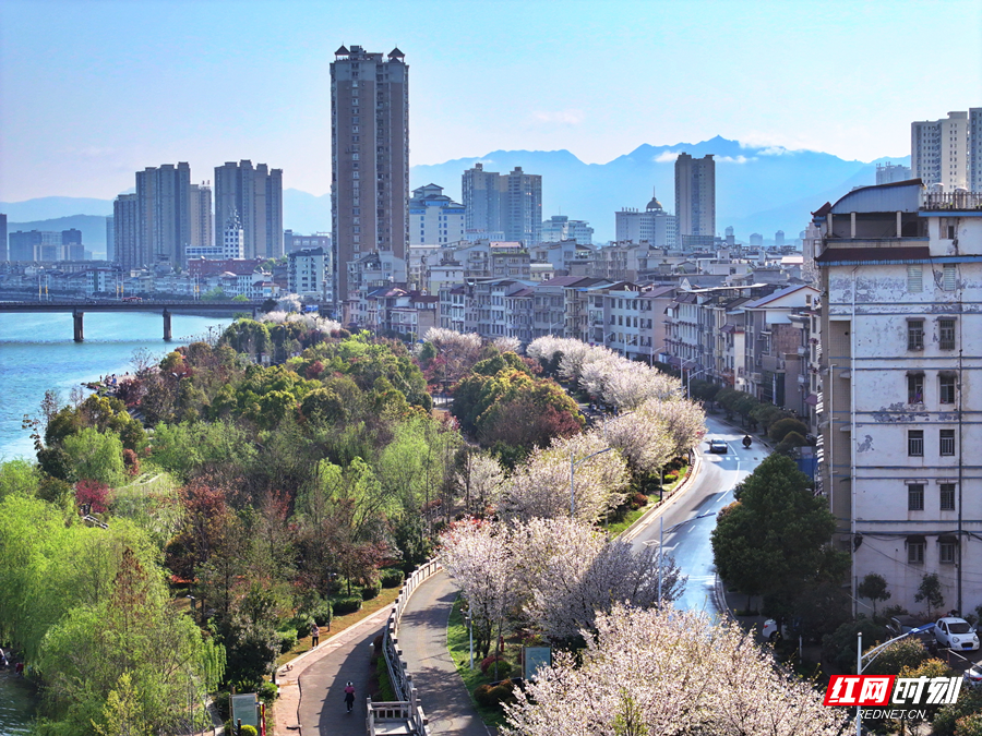 藏在慈利城市里的繁花翻涌春日悸动