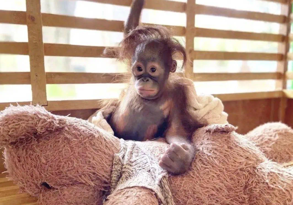 现实版"疯狂动物城":动物靠丑萌出圈,门票只要40元 |【经纬低调分享】