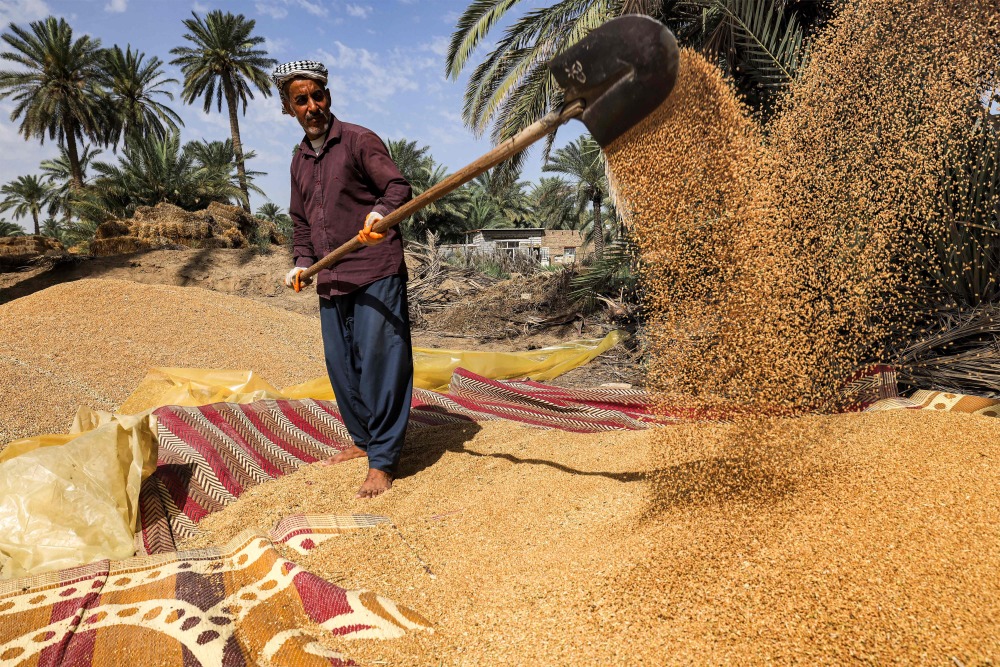 伊拉克:小麦丰收