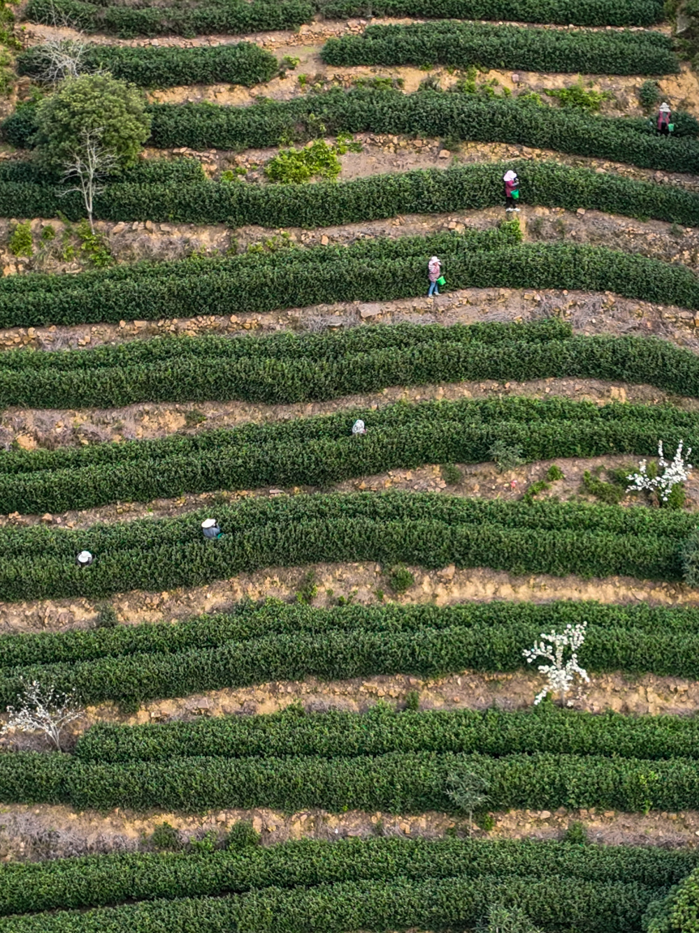 苏州洞庭山:碧螺春茶迎来采摘期