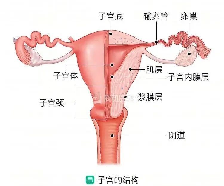 宫底位置图片图片