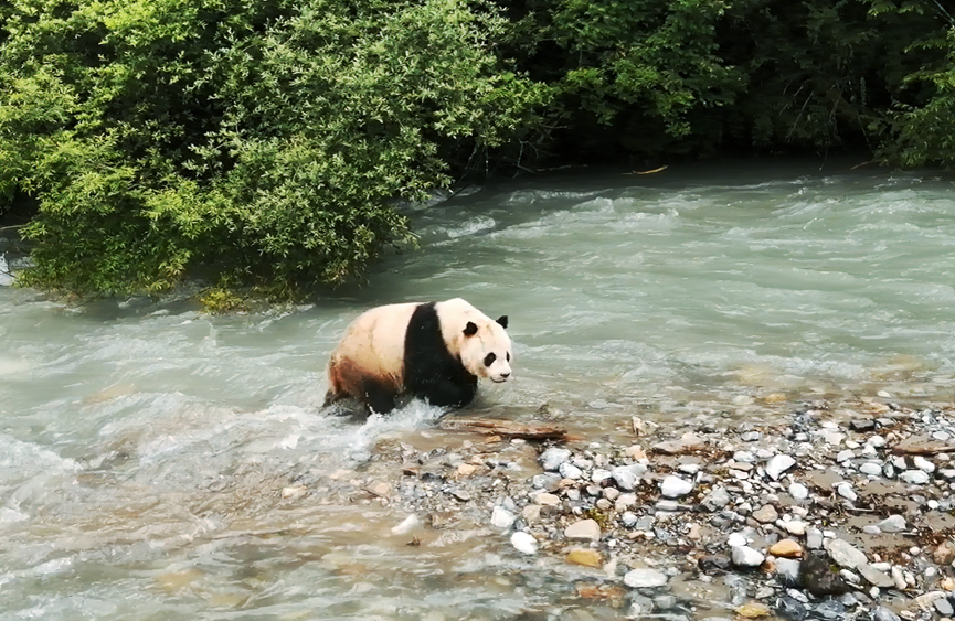 四川平武 熊猫国家公园王朗片区:强化生态环境保护 守护好熊猫家园