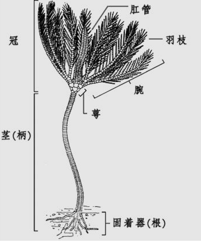 但是生物学家依然习惯于把海百合的身体结构分为冠(crown),茎(stalk)