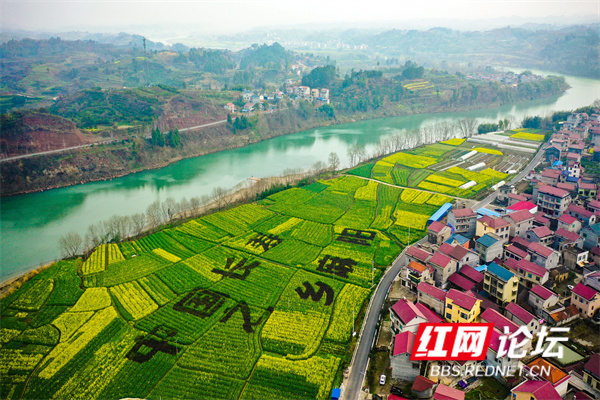 田园油菜竞相开,快来麻阳共赴一场春日里的花海盛宴_腾讯新闻