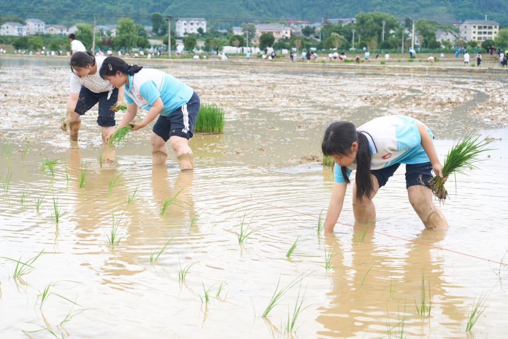 5月21日,贵州省绥阳县旺草中学的学生在稻田里开展插秧劳动.