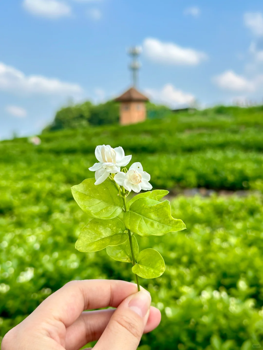 一口蔓延到肺腑的清爽,没有茉莉花茶的夏天会很难过