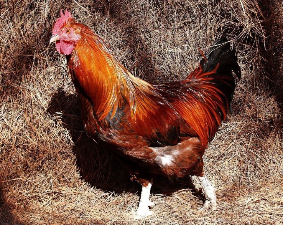 武定鸡和武定鸡蛋入选全国名特优新农产品名录