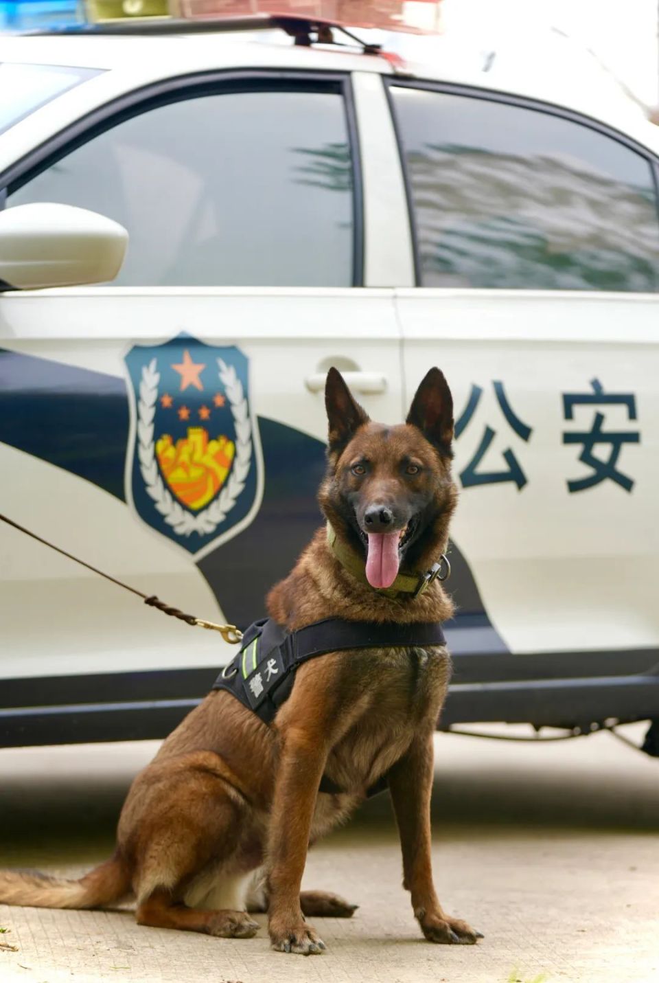 想领养警犬吗?机会来了!