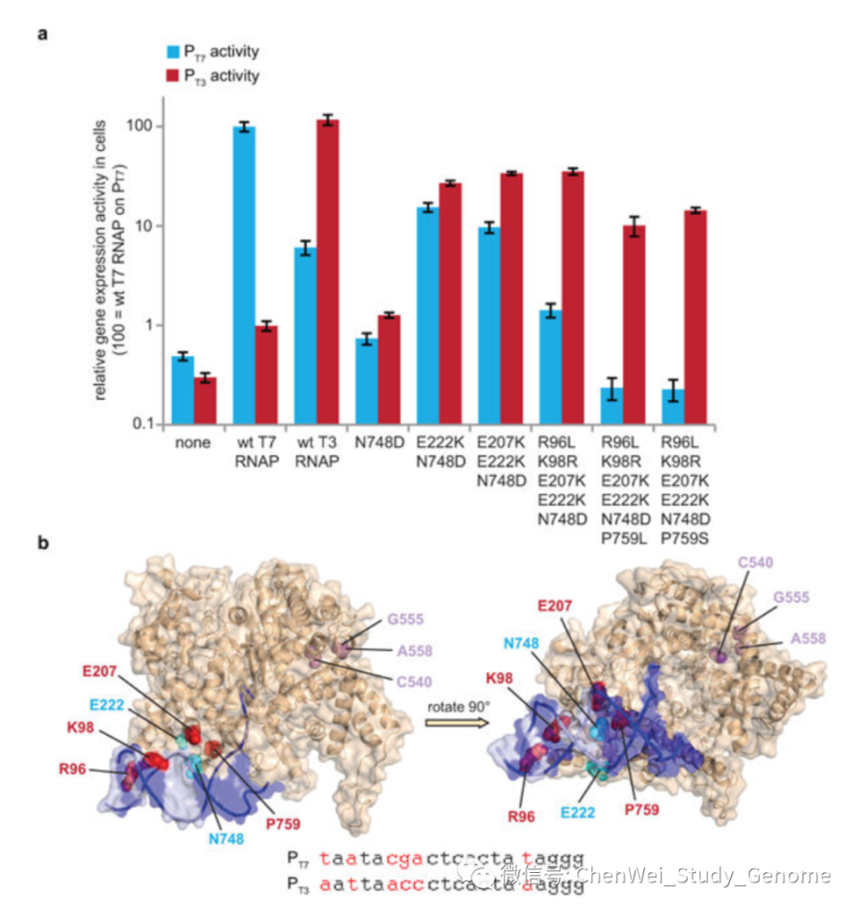 【陈巍学基因】视频：PACE 噬菌体辅助基因连续进化方法_腾讯新闻