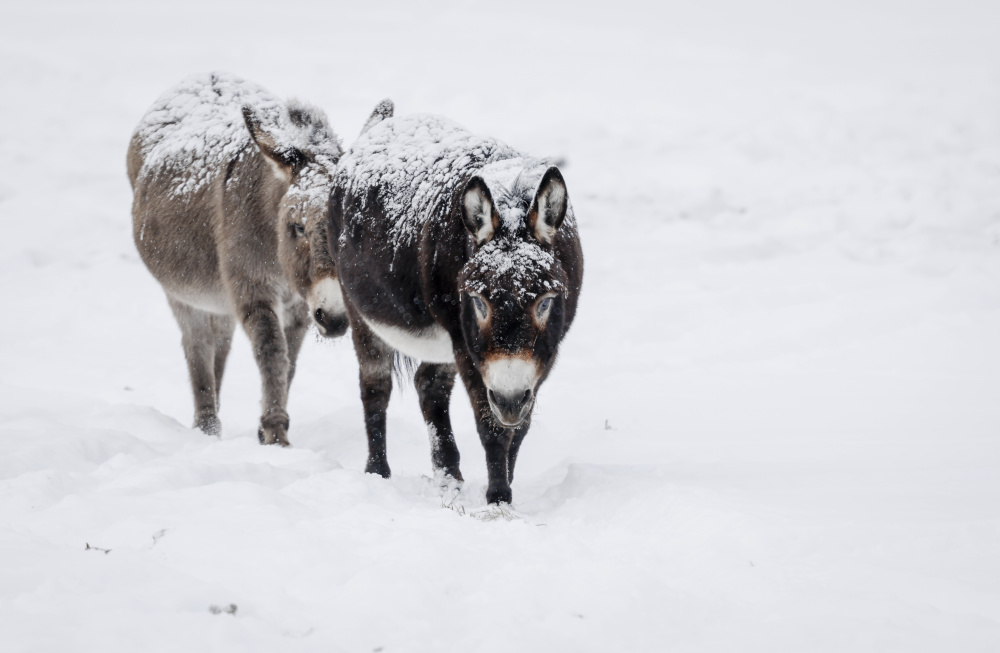加拿大:雪中动物
