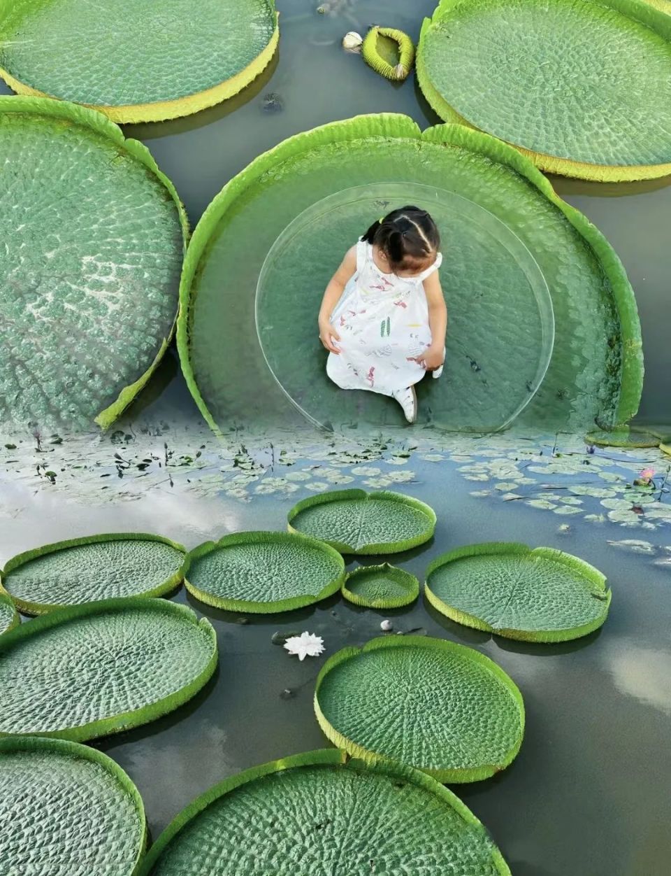 王莲叶子建筑图片