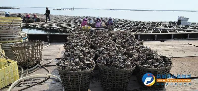 防城港√万亩蚝排"蚝"情满满 助力乡村振兴