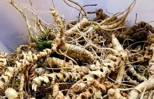 止血散瘀的"草药之王"——竹节参