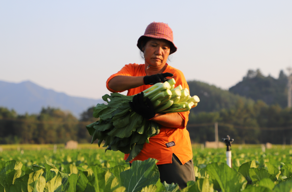 秋冬到菜心甜连州头茬菜心抢鲜上市