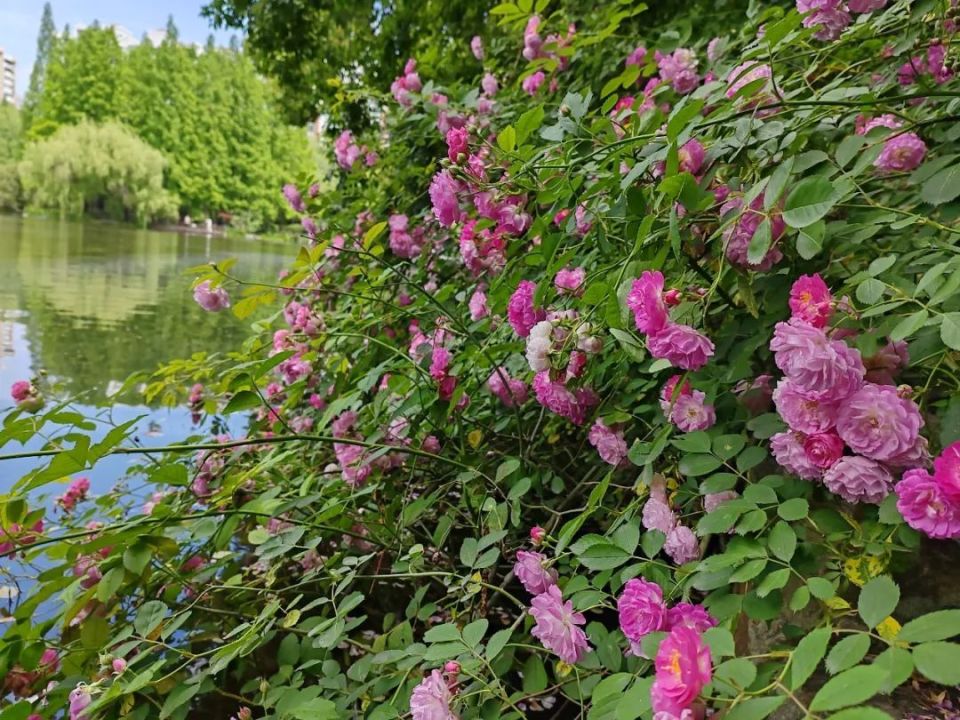 【教你赏花】天山公园葫芦湖岸边的"七姊妹"花,看看长啥样?