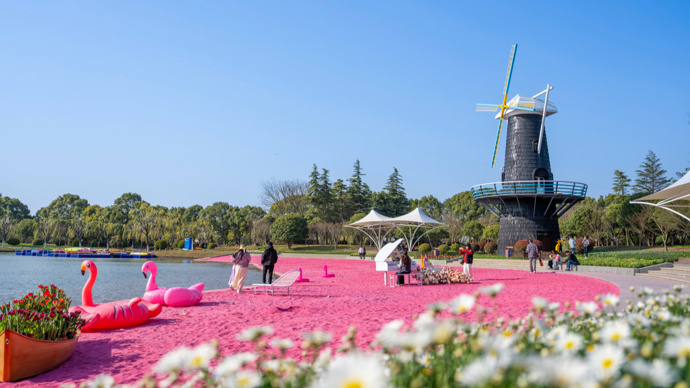 郁金香新品种上花仙子发布明年或将在上海鲜花港与市民游客见面