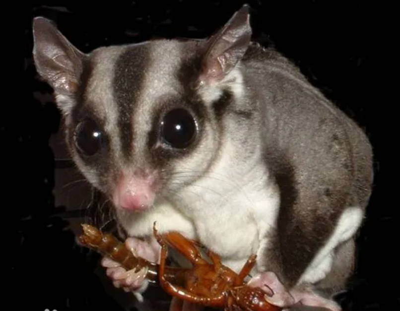 蜜袋鼯随同主人登机后脱逃,全体乘客被迫下机搜捕,涉事女乘客被行拘