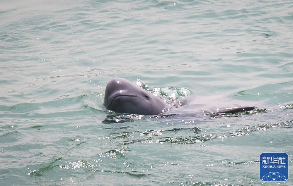 长江江豚数量回升至1249头_腾讯新闻