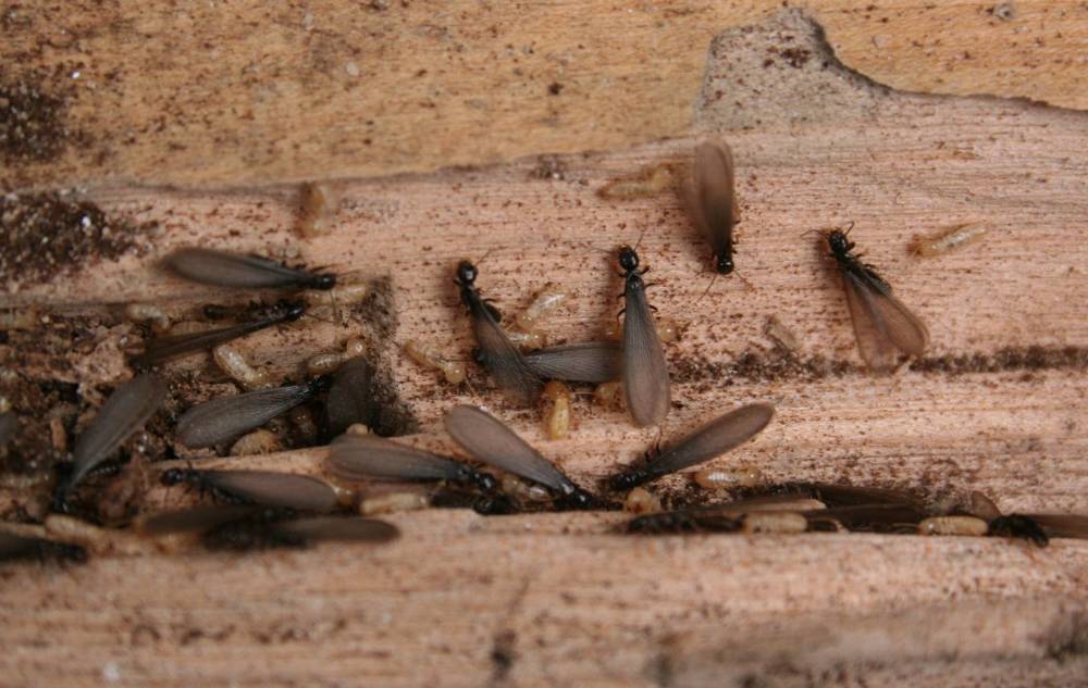 黑胸散白蚁长翅繁殖蚁记者了解到,3月下旬,南京蚁情监测情况通报第