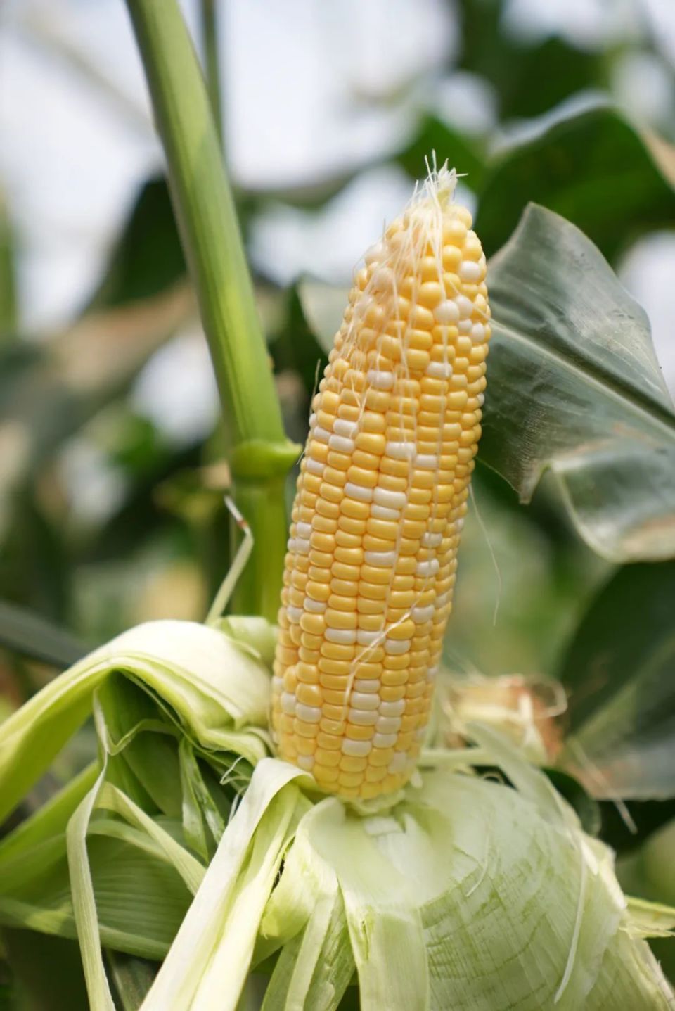 最近,小杭杭办公室兴起了一股"生吃玉米"的风潮,剥开玉米的外衣直接啃