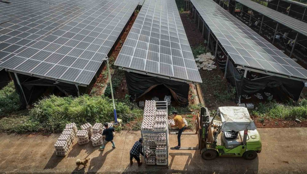 在海南定安县龙湖镇"农光互补-光伏食用菌"项目基地,工人运送蘑菇包到