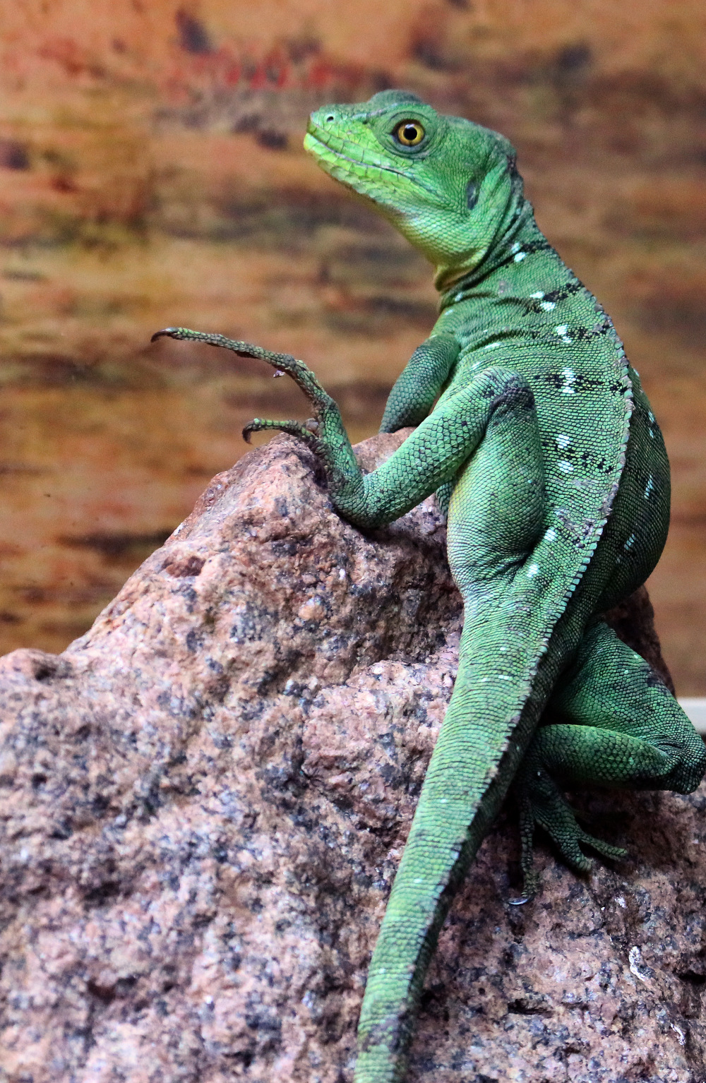 俄罗斯动物园里的爬行动物3